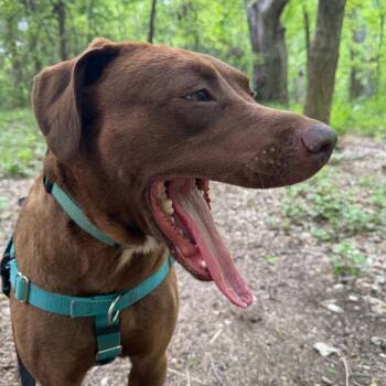 Chocolate Labrador Retriever Dogs Available for Adoption in Austin, Texas - Cocoa | PetCurious