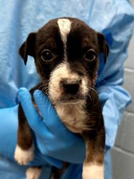 Mixed Breed Dogs Available for Adoption - Mingi | PetCurious