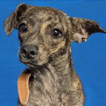 Puddles - URGENT -  Chihuahua and Italian Greyhound Dog for Adoption in Thousand Oaks, California - Puddles - URGENT | PetCurious