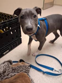 Staffordshire Bull Terrier Dogs Available for Adoption - BLUE | PetCurious