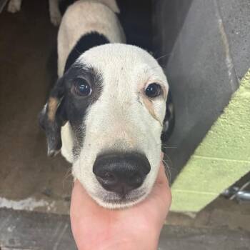 Biggie  smol -  Mixed Breed Dog for Adoption in Corbin, Kentucky - Biggie  Smol | PetCurious