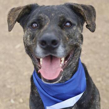 NINJA -  Labrador Retriever Dog for Adoption in San Antonio, Texas - NINJA | PetCurious