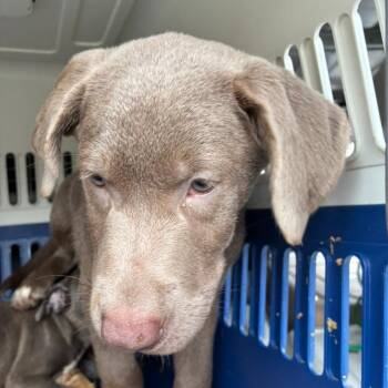 Corn Dog -  Labrador Retriever Dog for Adoption in Northbrook, Illinois - Corn Dog | PetCurious