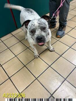 Mixed Breed Dogs Available for Adoption in West Palm Beach, Florida - LYNN | PetCurious