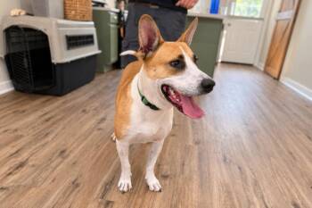 Atlas Amazing Golden Boy -  German Shepherd Dog and Labrador Retriever Dog for Adoption in Friendswood, Texas - Atlas Amazing Golden Boy | PetCurious