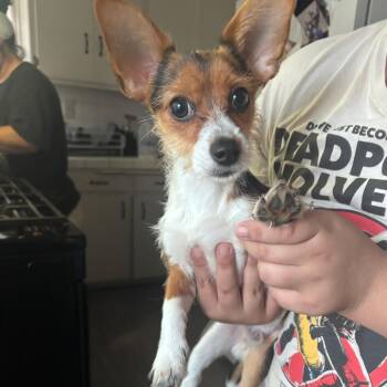 Rescue Jack Russell Terrier Dogs for Adoption in Sonoma, California - Emmett | PetCurious