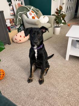 Willow -  Labrador Retriever Dog for Adoption in Grand Rapids, Michigan - Willow | PetCurious