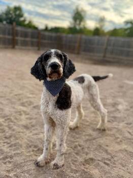 Journey -  Poodle and Mixed Breed Dog for Adoption in Muskegon, Michigan - Journey | PetCurious
