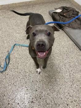 Violet Muffin -  Staffordshire Bull Terrier Dog for Adoption in Vancouver, Washington - Violet Muffin | PetCurious