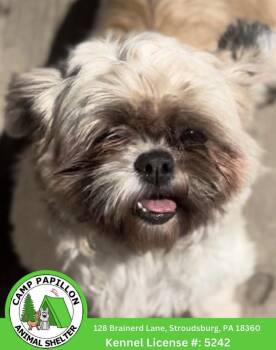 Shih Tzu Dogs Available for Adoption in Stroudsburg, Pennsylvania - Alice | PetCurious