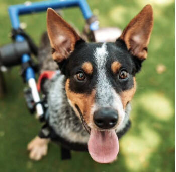 Rescue Australian Cattle Dog Blue Heeler Dogs for Adoption in Pflugerville, Texas - RJ | PetCurious