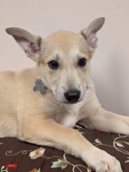 Shepherd Dogs Available for Adoption - Blondie | PetCurious