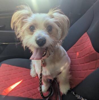 Frank -  Jack Russell Terrier and Mixed Breed Dog for Adoption in Johnston, Iowa - Frank | PetCurious