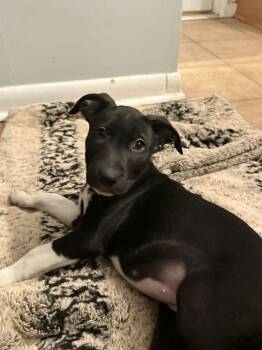 Terrier Dogs Available for Adoption - Max CA | PetCurious