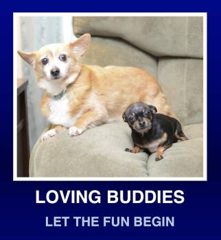 Corgi Dogs Available for Adoption in Morrisville, Pennsylvania - Babz & Budy | PetCurious