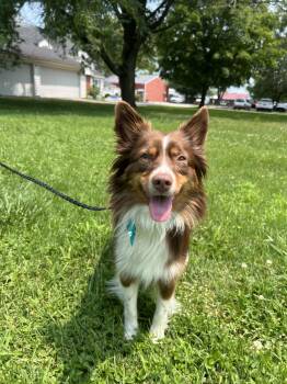 Jade -  Australian Shepherd Dog for Adoption in Upper Sandusky, Ohio - Jade | PetCurious