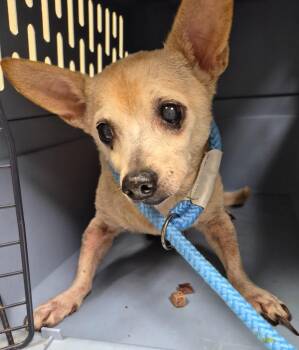 Tiny -  Chihuahua Dog for Adoption in Christiansburg, Virginia - Tiny | PetCurious