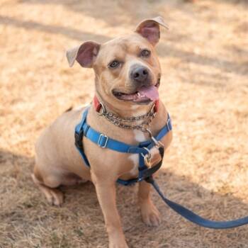Rescue English Bulldog Dogs for Adoption in Oakville, Ontario - Kira | PetCurious