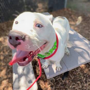 Huck -  Pit Bull Terrier Dog for Adoption in Oakland, California - Huck | PetCurious