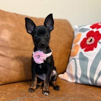 Pepperoni Pizza -  Chihuahua and Dachshund Dog for Adoption in Friendswood, Texas - Pepperoni Pizza | PetCurious