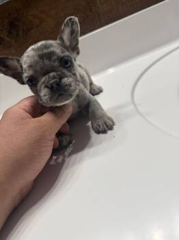 King -  Fluffy French Bulldog Dog for Sale in Phoenix, Arizona - King | PetCurious