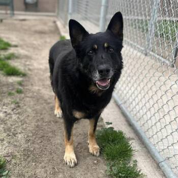 German Shepherd Dog Dogs Available for Adoption - ZEUS | PetCurious