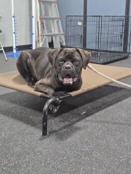 Boxer and Mastiff Dogs Available for Adoption in Shiloh, Illinois - Nino | PetCurious