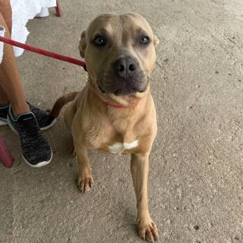 Ranger -  Pit Bull Terrier Dog for Adoption in Trenton, Missouri - Ranger | PetCurious
