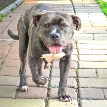 Pit Bull Terrier and Mixed Breed Dogs Available for Adoption in St. Louis, Missouri - MECCA | PetCurious