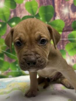 Terrier and Mixed Breed Dogs Available for Adoption in San Antonio, Texas - Ocean | PetCurious