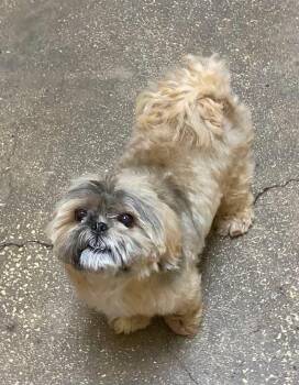Ellie Moomoo -  Mixed Breed Dog for Adoption in Ocala, Florida - Ellie Moomoo | PetCurious