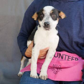 Australian Cattle Dog Blue Heeler and Mixed Breed Dogs Available for Adoption in Richmond, California - BIRDIE | PetCurious
