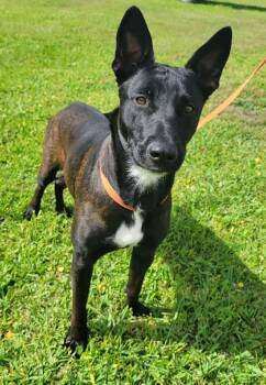 Belgian Shepherd Malinois Dogs Available for Adoption in Laplace, Louisiana - Emily | PetCurious