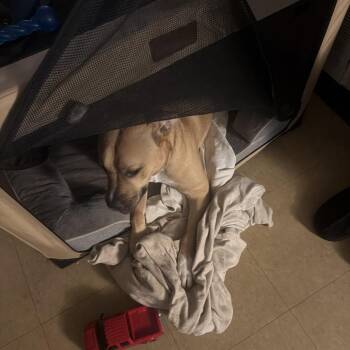 Deuce -  Mixed Breed Dog for Adoption in Philadelphia, Pennsylvania - Deuce | PetCurious