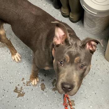 Pit Bull Terrier Dogs Available for Adoption - Yanka | PetCurious