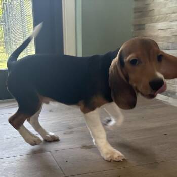 SH6 6242 -  Beagle Dog for Adoption in Loxahatchee Groves, Florida - SH6 6242 | PetCurious