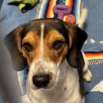 Jack Daniels -  Beagle and Mixed Breed Dog for Adoption in Merriam, Kansas - Jack Daniels | PetCurious