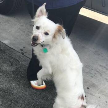 Toby -  Brittany Spaniel and Mixed Breed Dog for Adoption in Jupiter, Florida - Toby | PetCurious