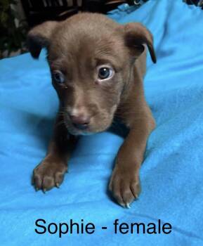 Labrador Retriever Dogs Available for Adoption in Crystal Lake, Illinois - Sophie | PetCurious