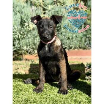 Belgian Shepherd Malinois Dogs Available for Adoption - Remi COH | PetCurious