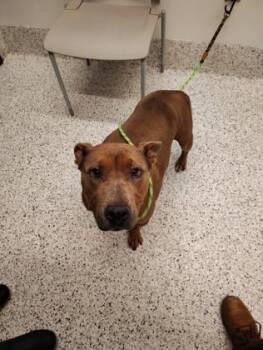 Pit Bull Terrier and Mixed Breed Dogs Available for Adoption - Bullarina | PetCurious