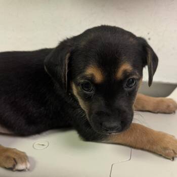 Mixed Breed Dogs Available for Adoption - Belly | PetCurious