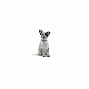Kylian -  Cattle Dog Dog for Adoption in Los Angeles, California - Kylian | PetCurious