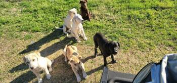 Labrador Retriever and Mixed Breed Dogs Available for Adoption - Cerkine / Cricket | PetCurious