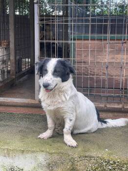 Rescue Dachshund and Corgi Dogs for Adoption in Shrewsbury, Massachusetts - Stella | PetCurious