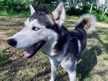 Rescue Siberian Husky Dogs for Adoption in Brookeville, Maryland - Spirit | PetCurious