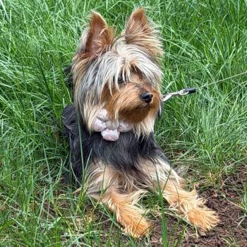 Yorkshire Terrier Dogs Available for Adoption in Ridgefield, Washington - Ms. Bubbly Bee Lili | PetCurious
