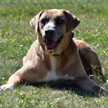 Harper -  Rhodesian Ridgeback and Black Mouth Cur Dog Available for Adoption in Wharton, Texas - Harper | PetCurious