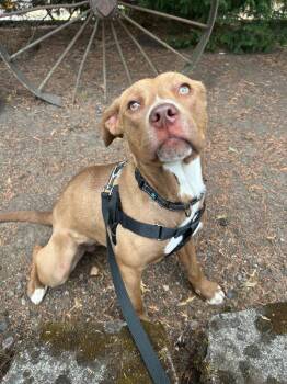 Puckett -  Terrier Dog for Adoption in St. Helens, Oregon - Puckett | PetCurious