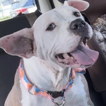 Pit Bull Terrier Dogs Available for Adoption in Gulfport, Mississippi - Shirley | PetCurious